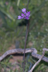Dipterostemon capitatus pauciflorus