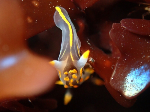 Polycera quadrilineata