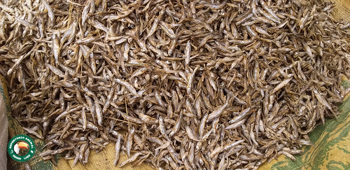 Rastrineobola argentea