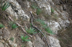 Eremurus spectabilis