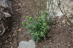 Erysimum cuspidatum