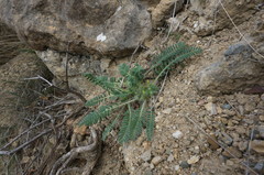 Astragalus utriger