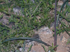 Dipterostemon capitatus pauciflorus