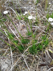 Eriocaulon texense