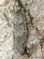 Semioscopis inornata