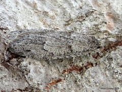 Semioscopis inornata