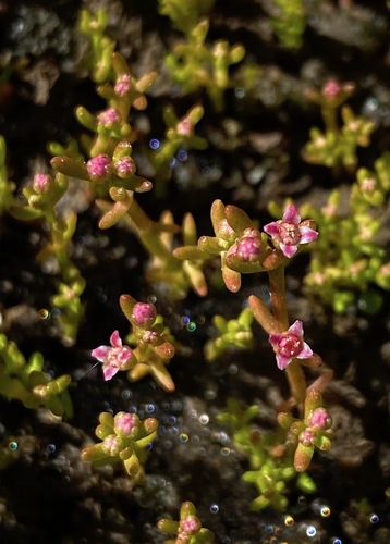 Procrassula pallidiflora Jord. & Fourr.