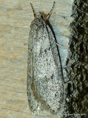 Semioscopis