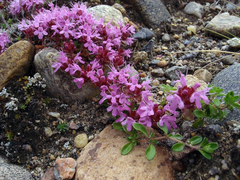 Thymus serpyllum tanaensis