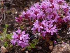 Thymus serpyllum tanaensis