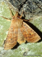 Eupsilia tristigmata