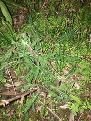 Achillea millefolium