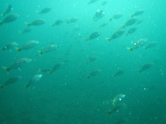 Haemulon steindachneri