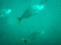 Haemulon steindachneri