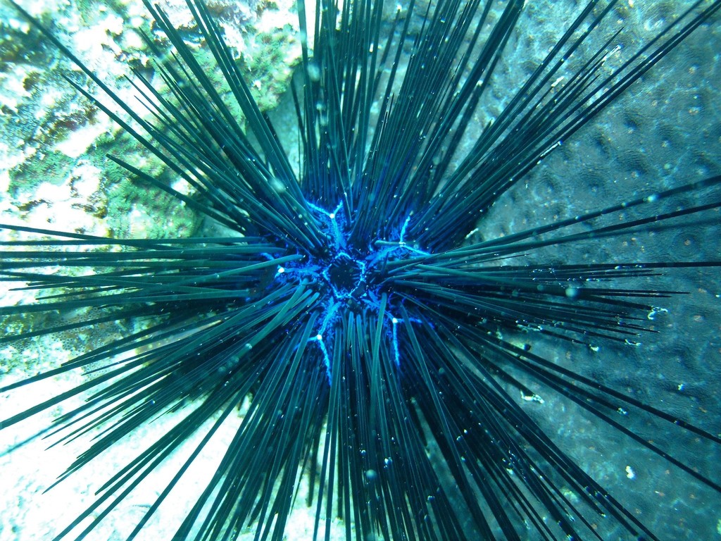 Si l'image tarde � s'afficher, cliquez sur le lien