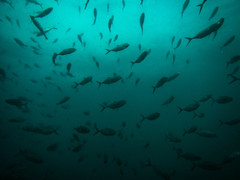 Caranx caballus
