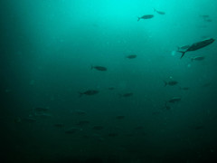 Caranx caballus