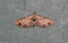 Chloroclystis sphragitis