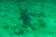 Pseudobalistes naufragium