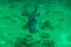 Pseudobalistes naufragium