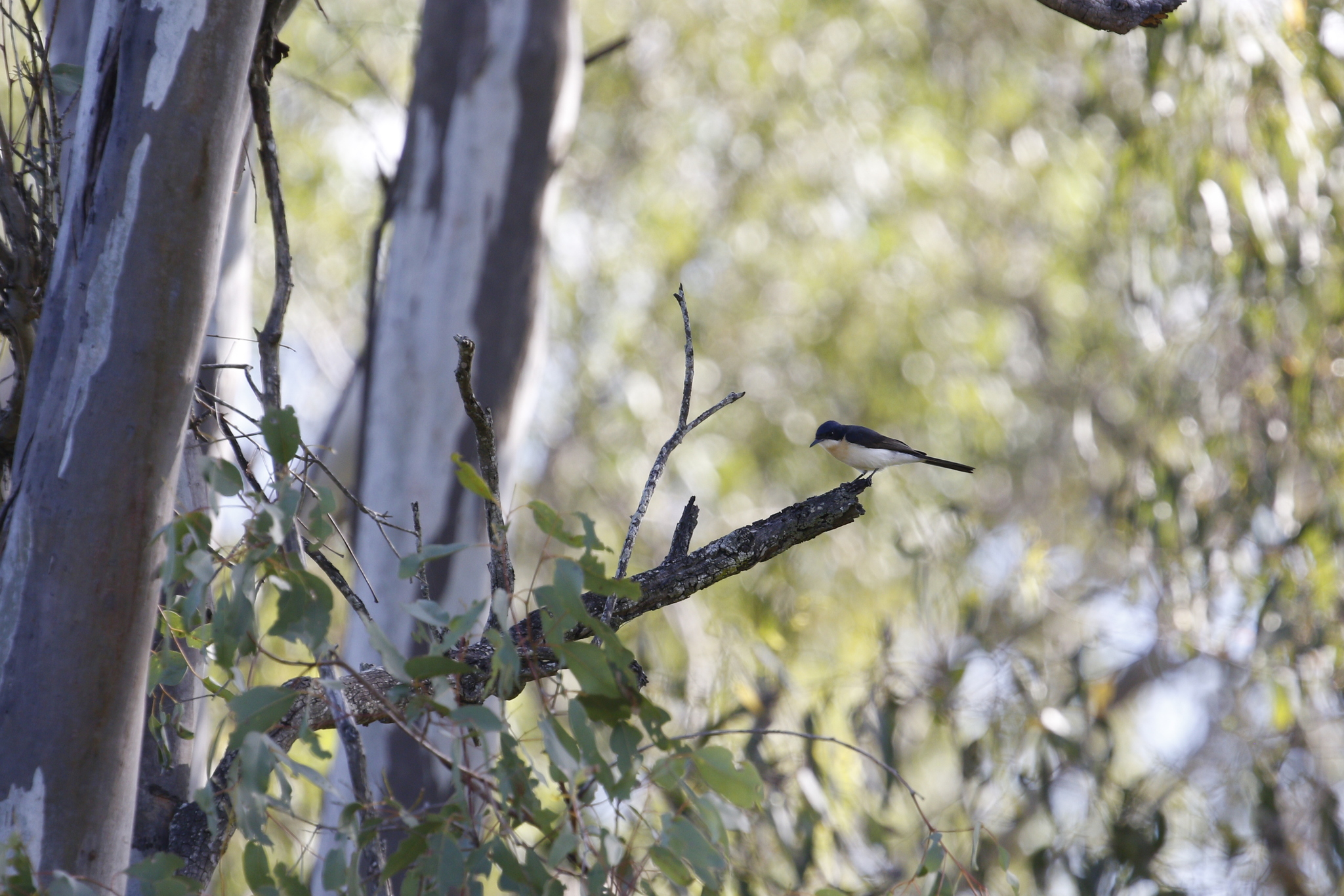 Restless Flycatcher (Myiagra inquieta), photo 4