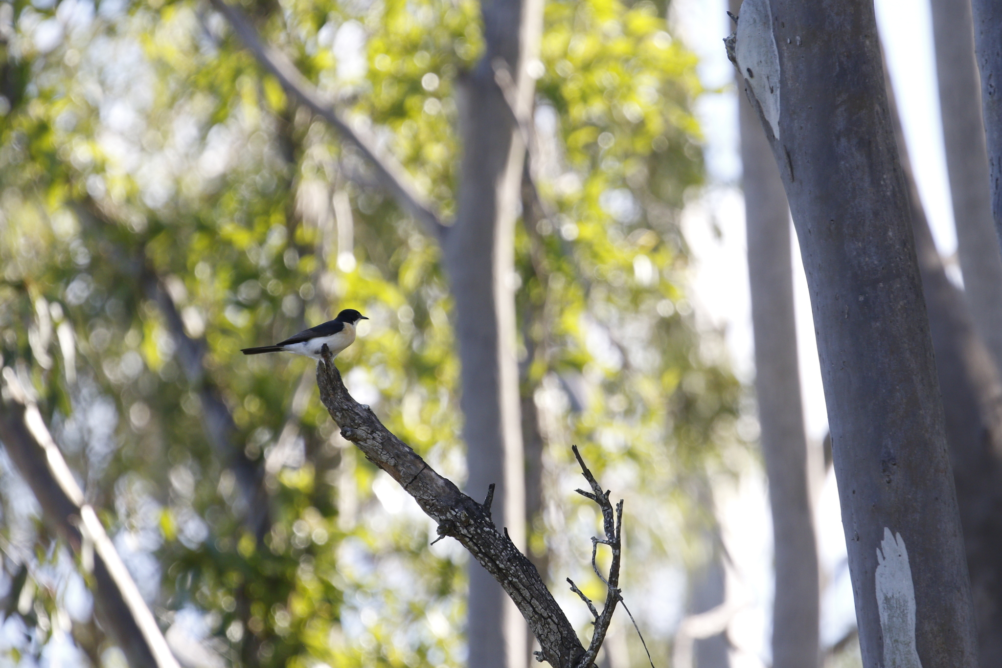 Restless Flycatcher (Myiagra inquieta), photo 6