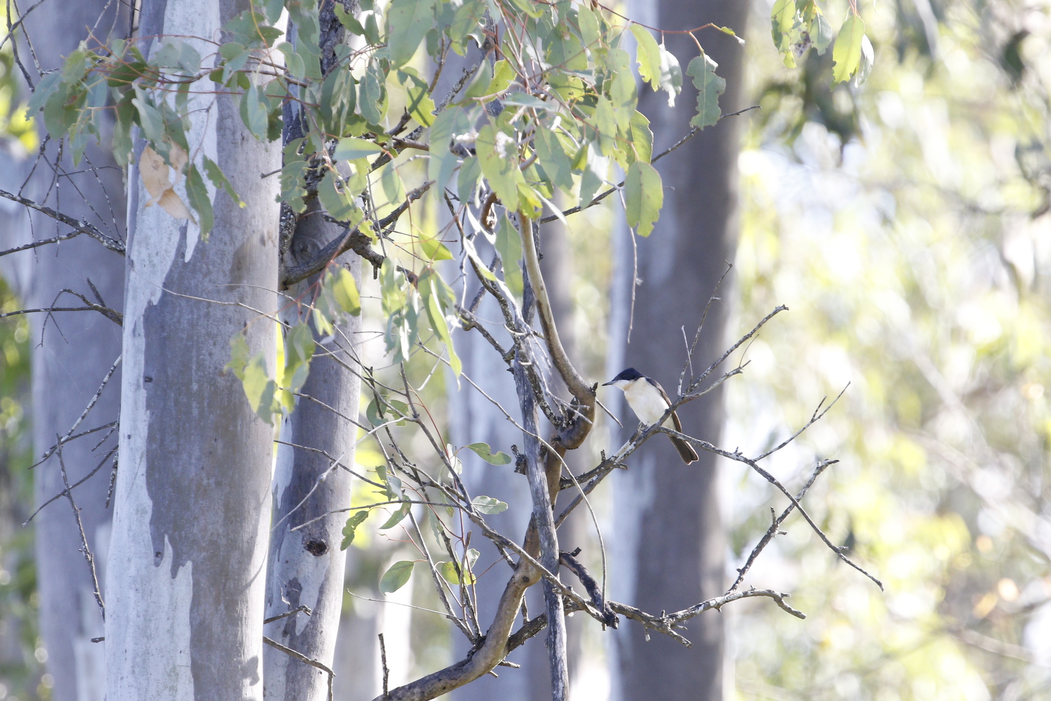 Restless Flycatcher (Myiagra inquieta), photo 7