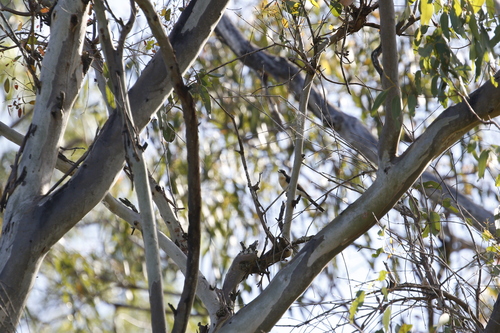 Restless Flycatcher (Myiagra inquieta), photo 4