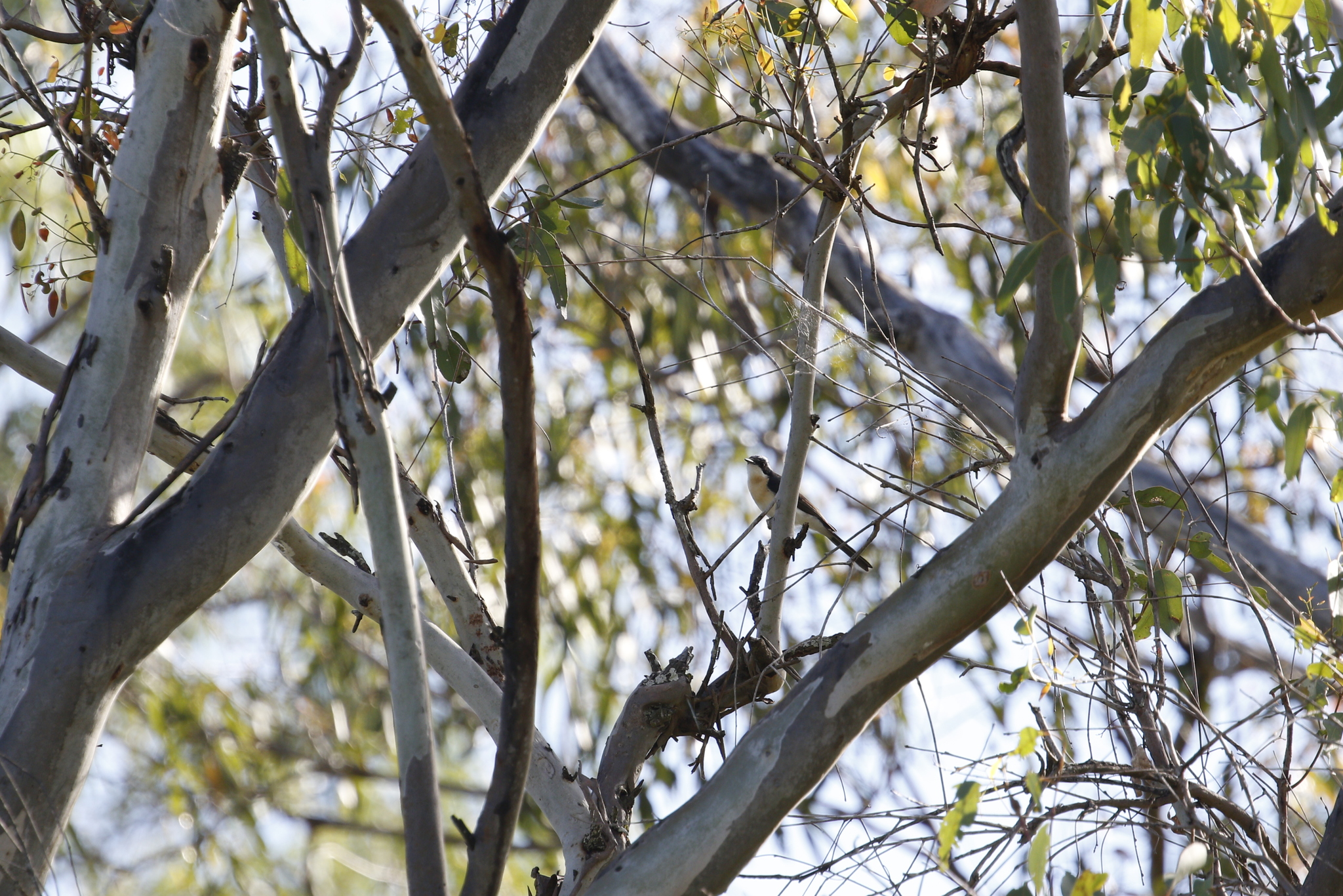 Restless Flycatcher (Myiagra inquieta), photo 5