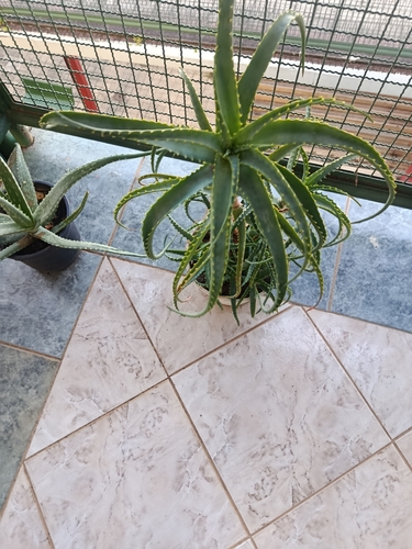 Aloiampelos striatula iNat (3)