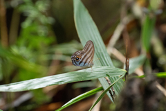 Chloreuptychia chlorimene