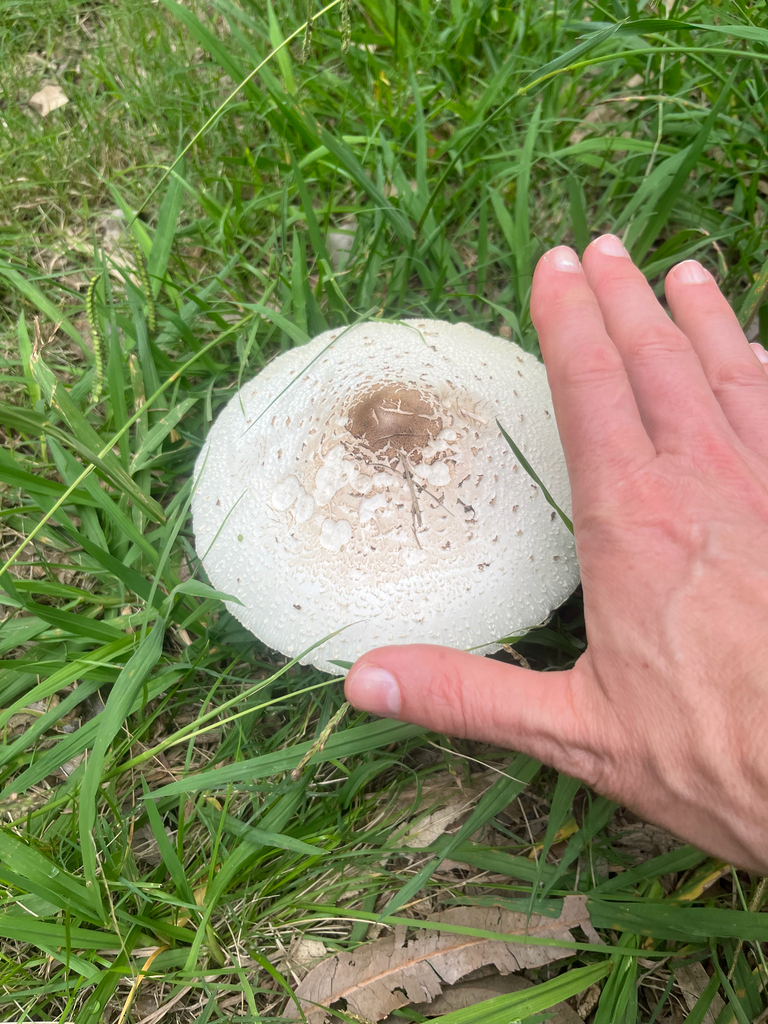 Chlorophyllum molybdites · April 2026 · photo: © rademacherdan (iNaturalist, cc0)