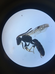 Austrevylaeus