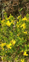 Hypericum microsepalum