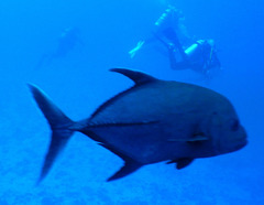 Caranx lugubris