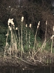 Typha latifolia