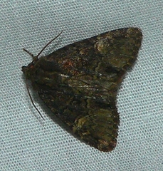 Phosphila turbulenta