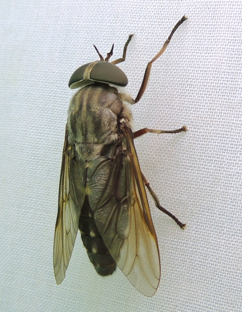 Chained Horse Fly
