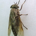 Chained Horse Fly - Photo (c) Anita Gould, some rights reserved (CC BY-NC), uploaded by Anita Gould