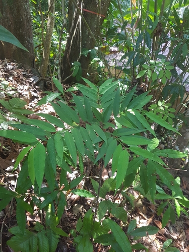 Lacmellea panamensis, 2020-03-19