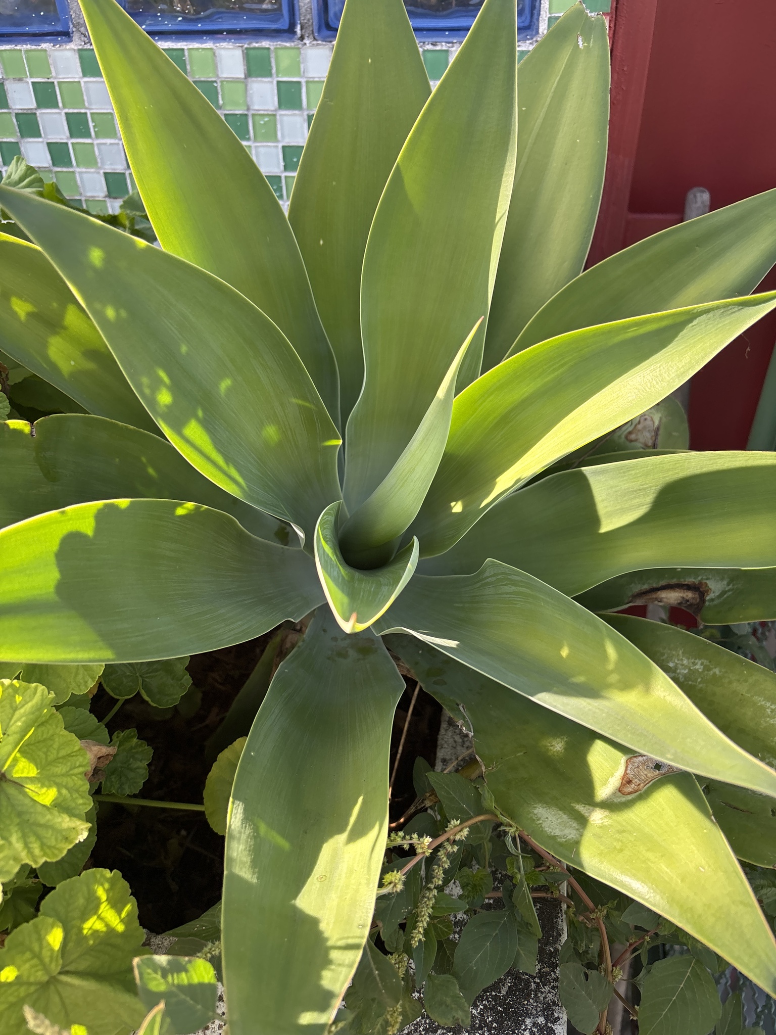 Agave attenuata