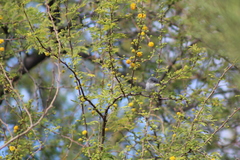 Polioptila melanura