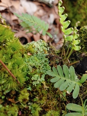 Cladonia didyma