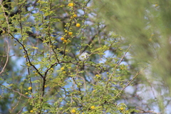 Polioptila melanura