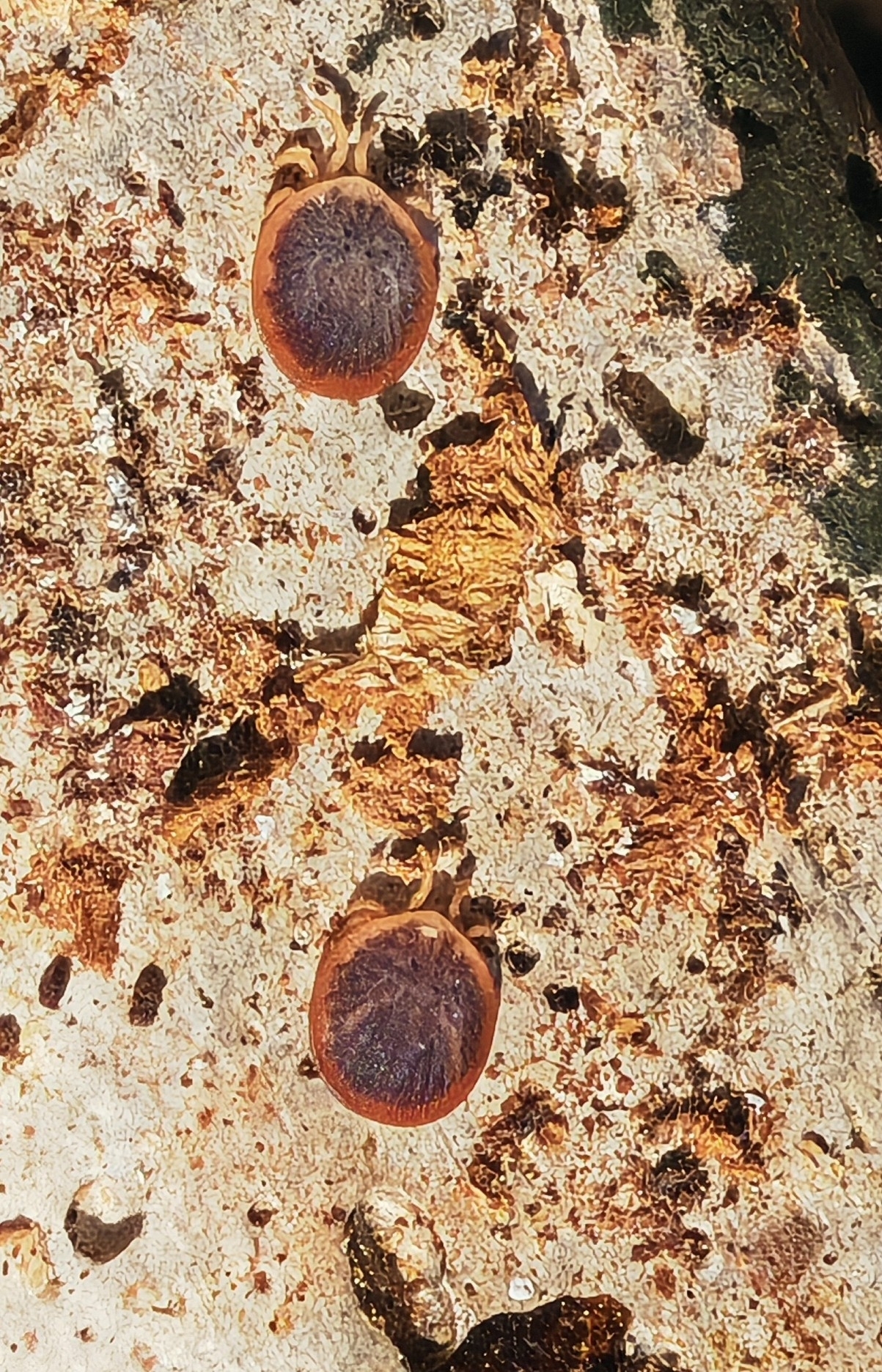 Carios vespertilionis Latreille, 1796