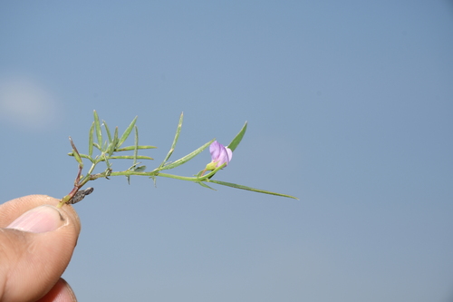 Lathyrus inconspicuus observed 2026-04-12