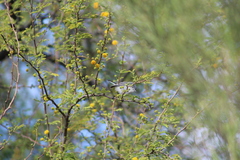 Polioptila melanura