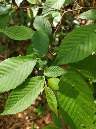 Ostrya virginiana image