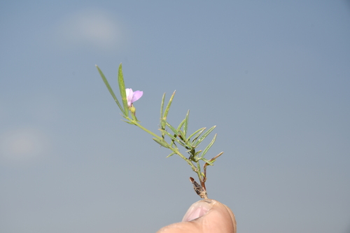 Lathyrus inconspicuus observed 2026-04-12