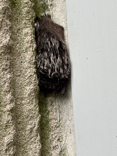 Silver-haired Bat observed by allisonlynnsloan